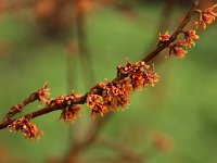 Hamamelis Quasimodo 2016 01 23 9098